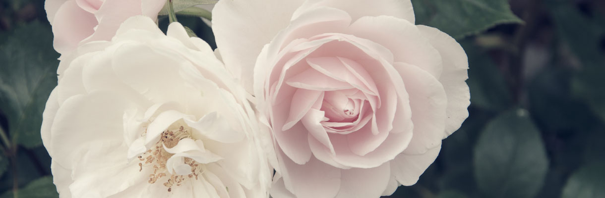 Funeral services – website banner no text Funeral Services at Reveille